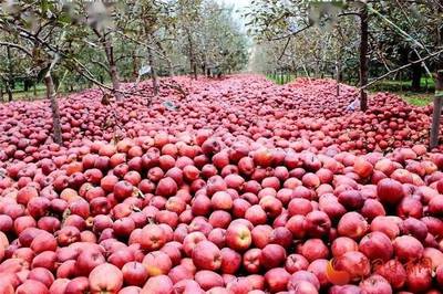 兰州供销系统首个农产品展示中心正式运营 打造'甘味'品牌新亮点